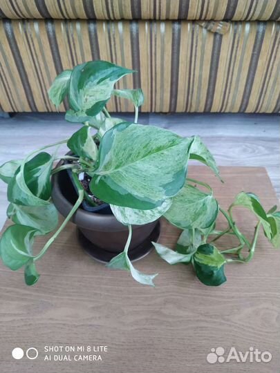 Сциндапсусы эпипремнумы пеперомии