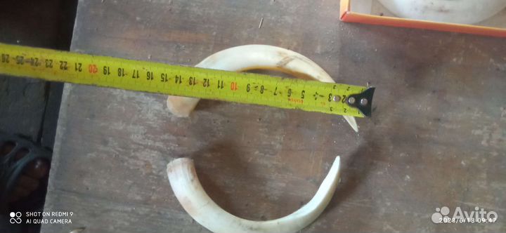 Клыки кабана