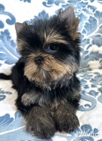 Йоркширский терьер