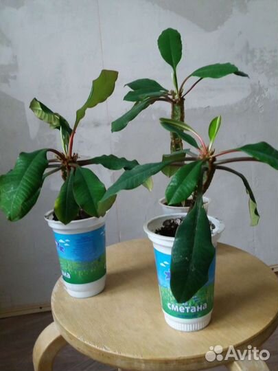 Молочай (эуфорбия)