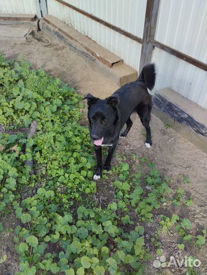 Отдам в добрые руки