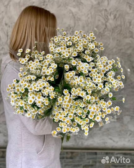 Матрикария