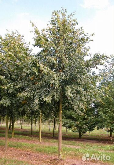 Липа крупнолистная