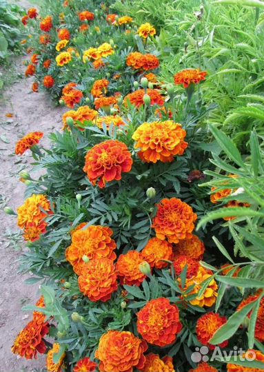 Кустовые бархатцы
