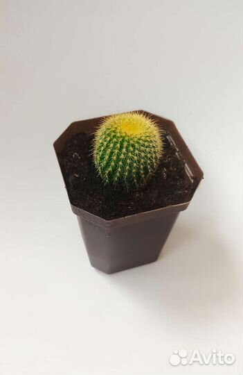 Растения для флорариума