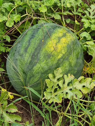 Дача 55 м² на участке 5,5 сот.