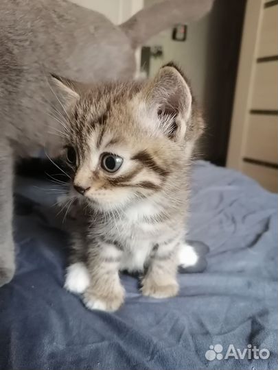 Отдам котенка, мальчик и девочка. В добрые руки