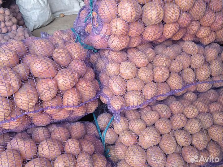 Картофель Васильево Юдио