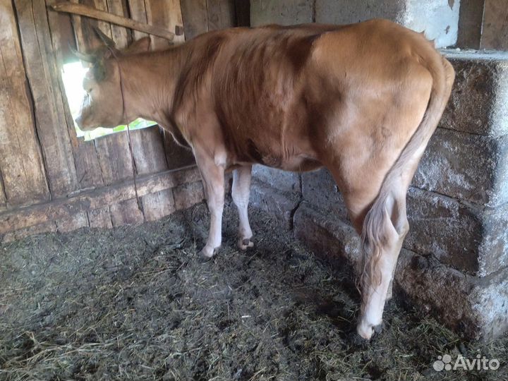 Телка 2.5г
