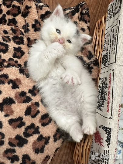 Котенок девочка в добрые руки