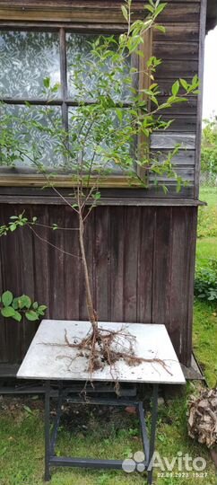 Вишня деревья