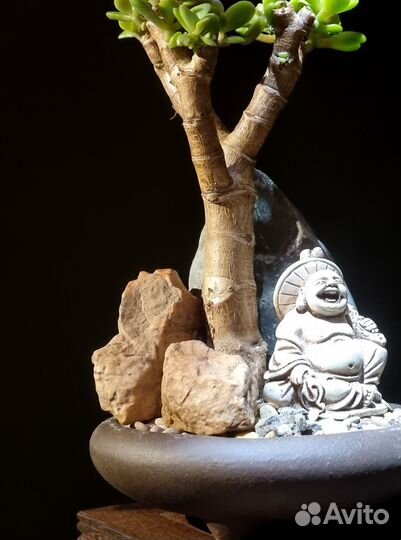 Бонсай Хотей в скалах. Денежное дерево, нэцке