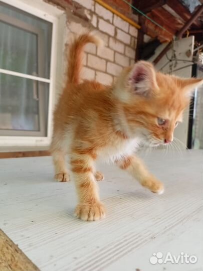 Кошки в добрые руки бесплатно