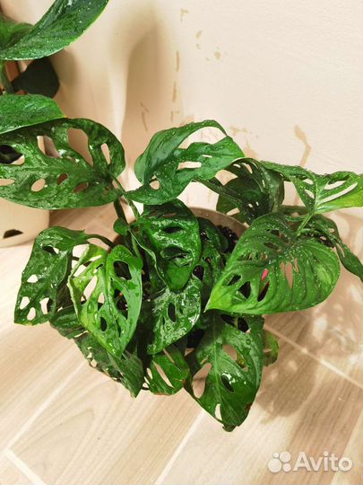 Монстера манки