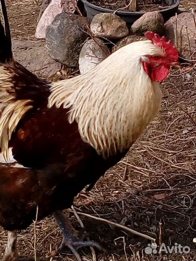 Инкубационное яйцо