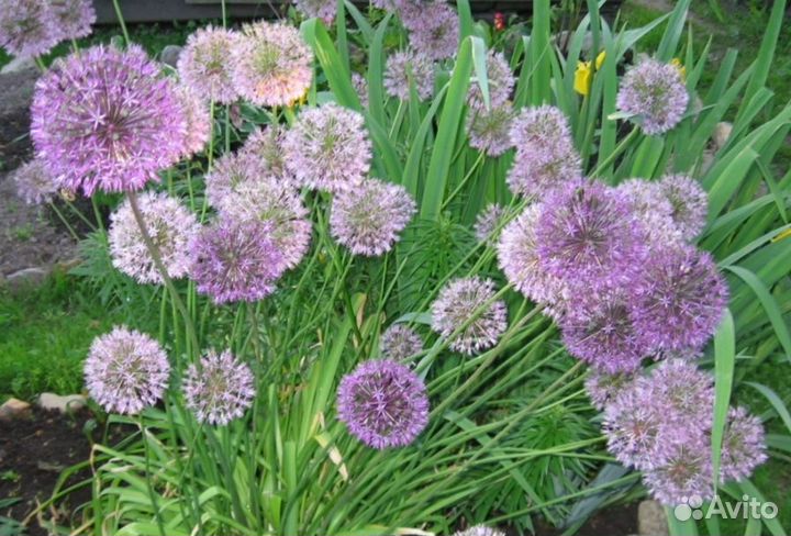 Лук многоярусный, шнитт, слизун, чеснок