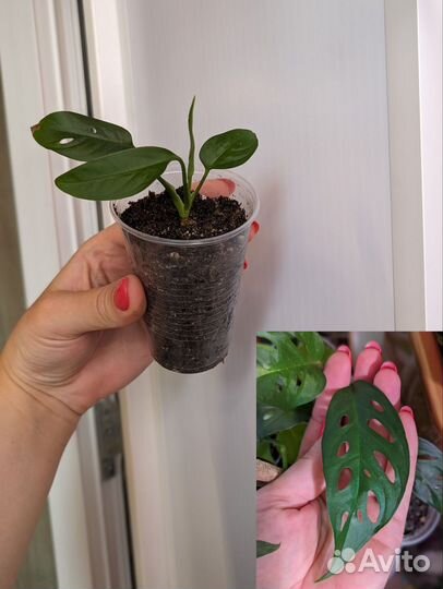 Комнатные растения 3