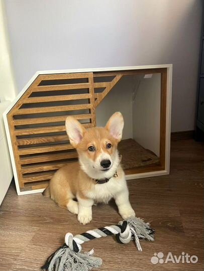 Вольеры для Щенков в квартиру