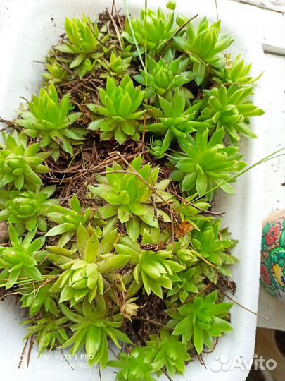 Молодило Каменная роза- уличное растение