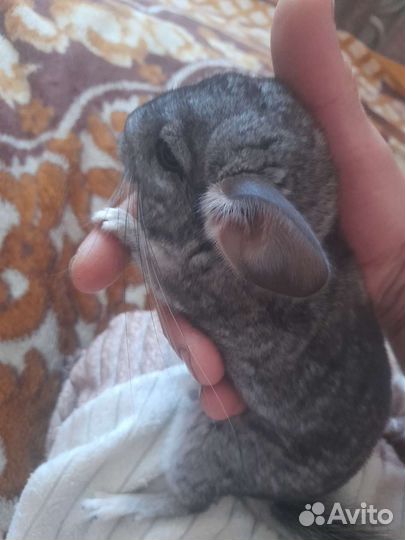 Шиншилла