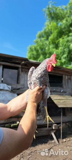 Петух породы Барковская барвистая