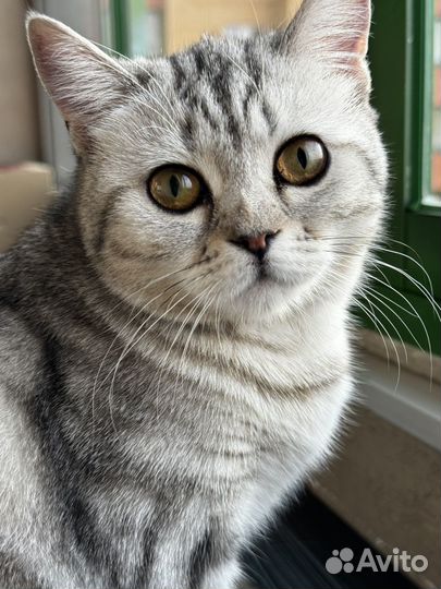 Британская кошка
