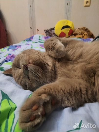 Передержка животных