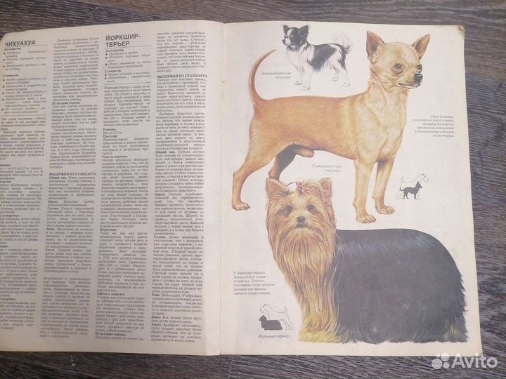 Ваша собака