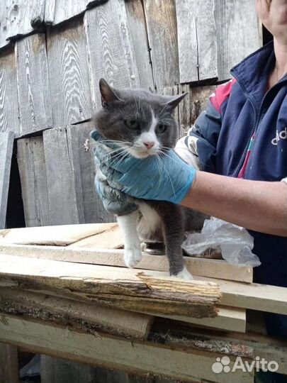 Осиротели кошки