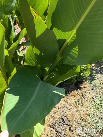 Каны красные