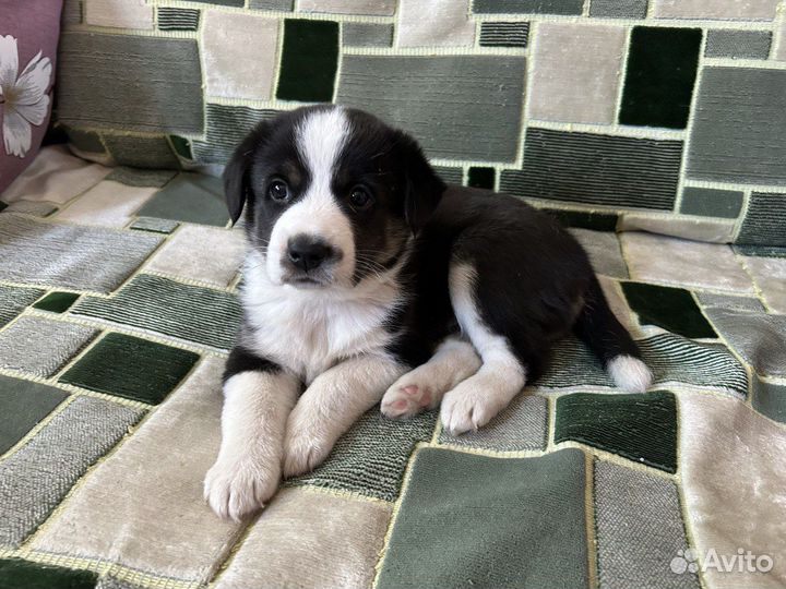 Малыш ищет хозяина