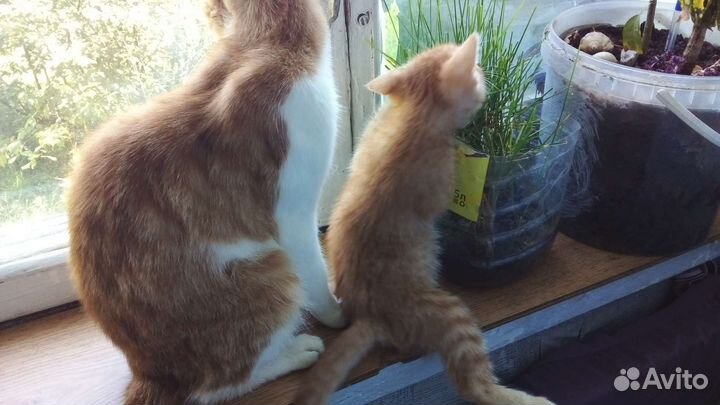 Котёнок девочка