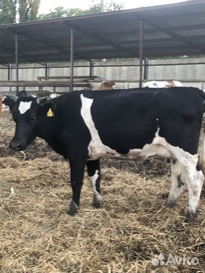 Коровы нетели