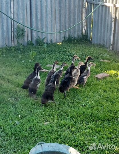 Утки индийский бегунок, селезень индоутки
