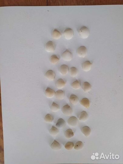 Ракушки морские