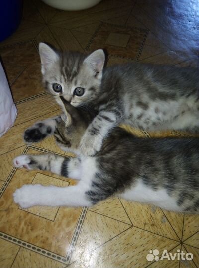 Две малышки в добрые руки