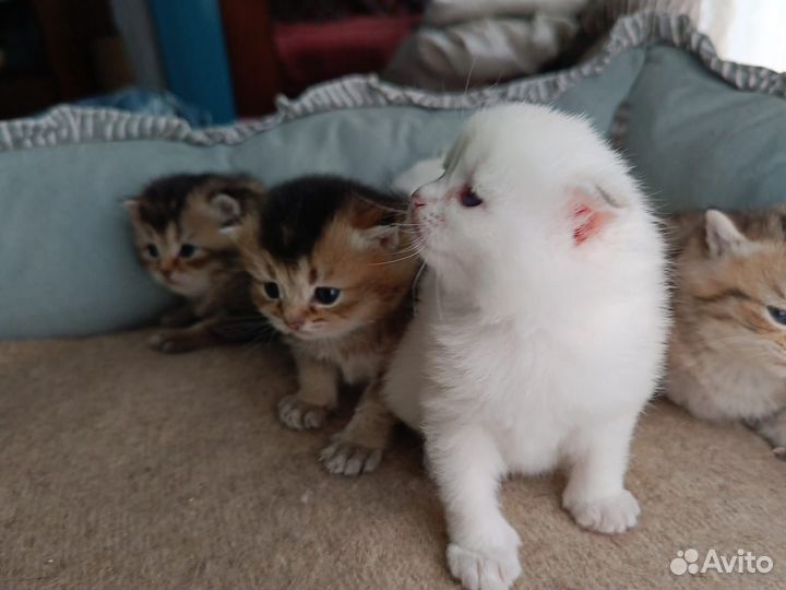 Шотландская