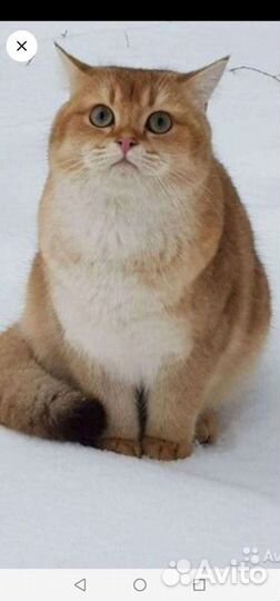 Золотая шиншилла