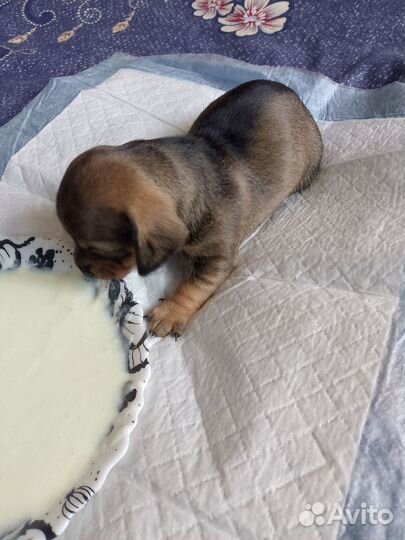 Щенки таксы