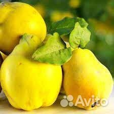 Айва Янтарная крупноплодная саженцы