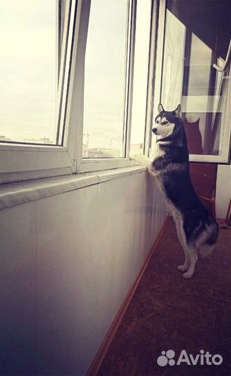 Хаски вязка