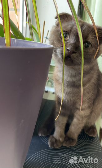 Шотландский вислоухий котёнок