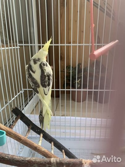Попугай корелла девочка