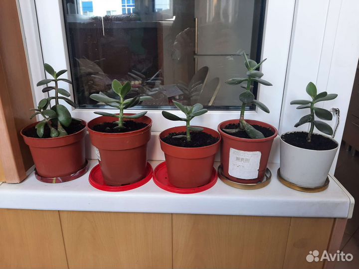 Толстянка денежное дерево