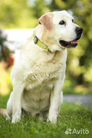 Лабрадор Сеня