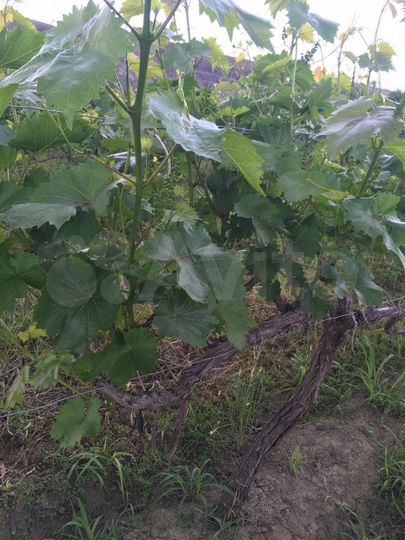 Участок 100 сот. (СНТ, ДНП)