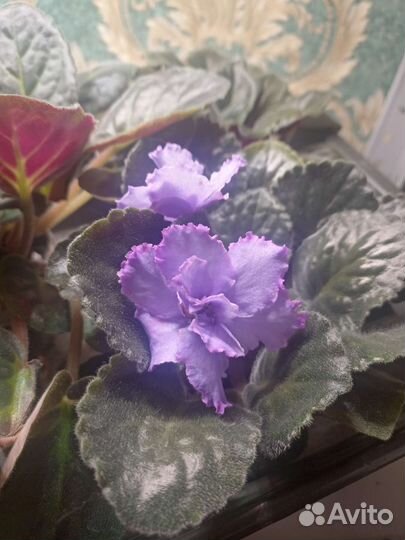 Фиалка Blue Draqon