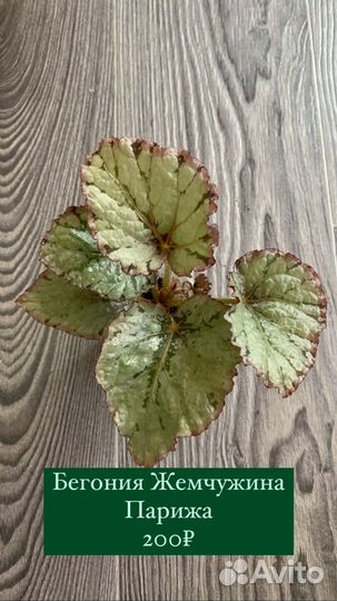 Бегония, Лидизия, Папоротник