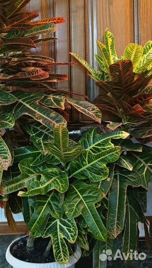 Кодиеум кротон