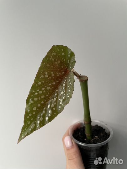 Бегония королевская